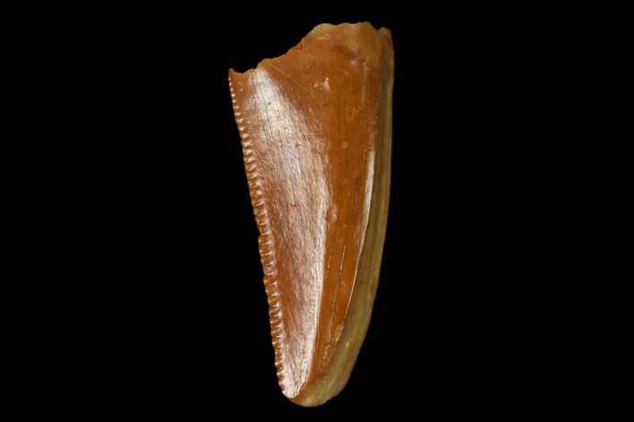 Serrated, Raptor Tooth - Real Dinosaur Tooth #158947